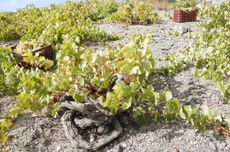 Santo-Wines, Santorini