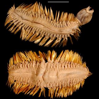 Antarctic scale worm with gold frilly bristles and a retractable head and a peach colored body