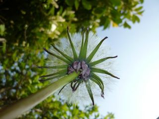 Dandelion clock