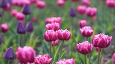 Pink tulips in a meadow