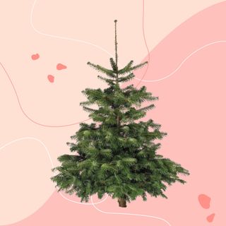 Lidl Nordmann Fir non-drop Christmas tree on pink background