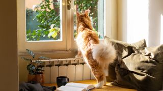 Cat standing on hind legs looking out the window