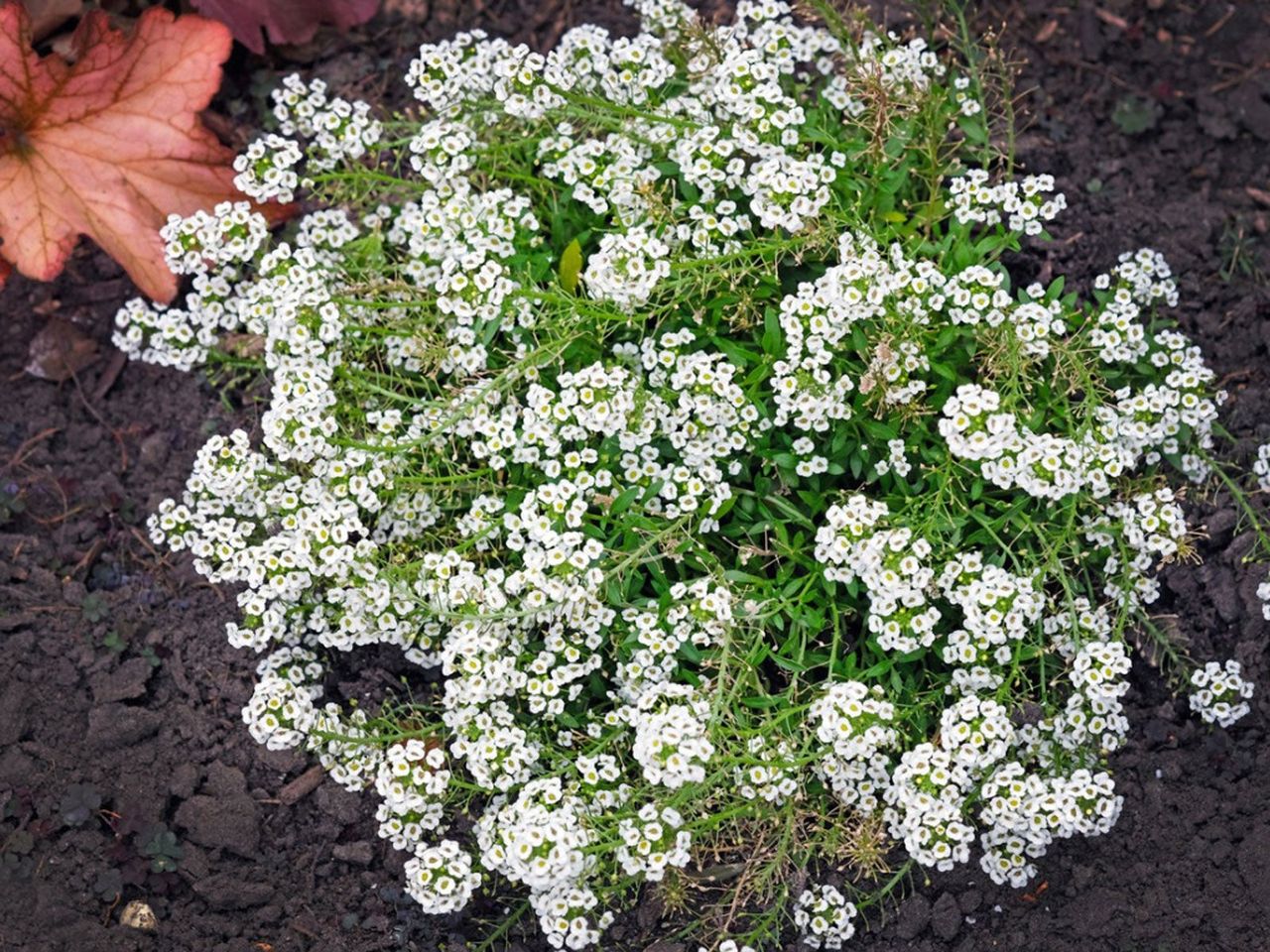 Tiny White Flowered Sweet Alyssum Plants