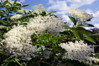 Blossom of an Elder tree Sambucus nigra