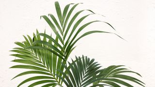 The top fronds of a Kentia palm (Howea forsteriana) against a cream background