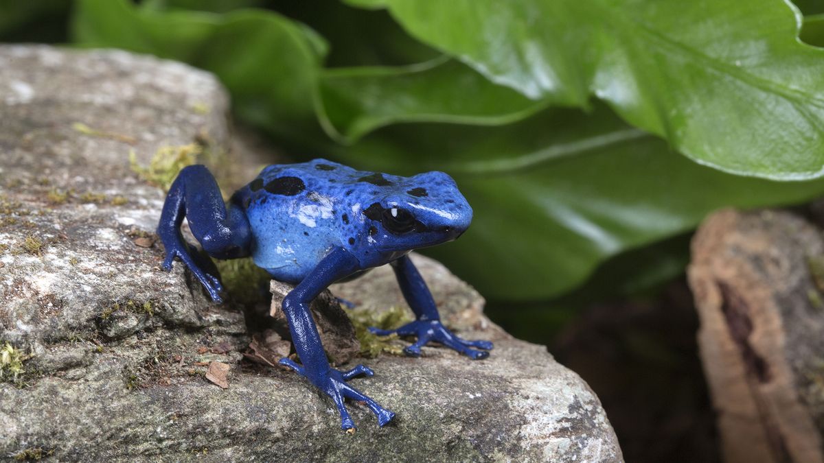 Mengapa warna biru sangat langka di alam?