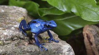 is the color blue so rare nature? | Live Science