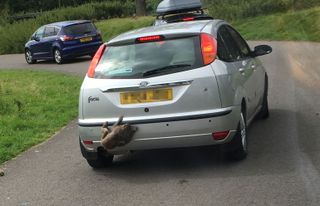 Monkey removing parking sensor at Longleat