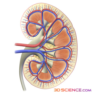 kidneys, nature's recycling center, what do kidneys do, filter waste and water