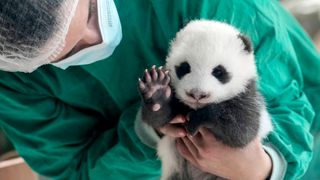 A panda