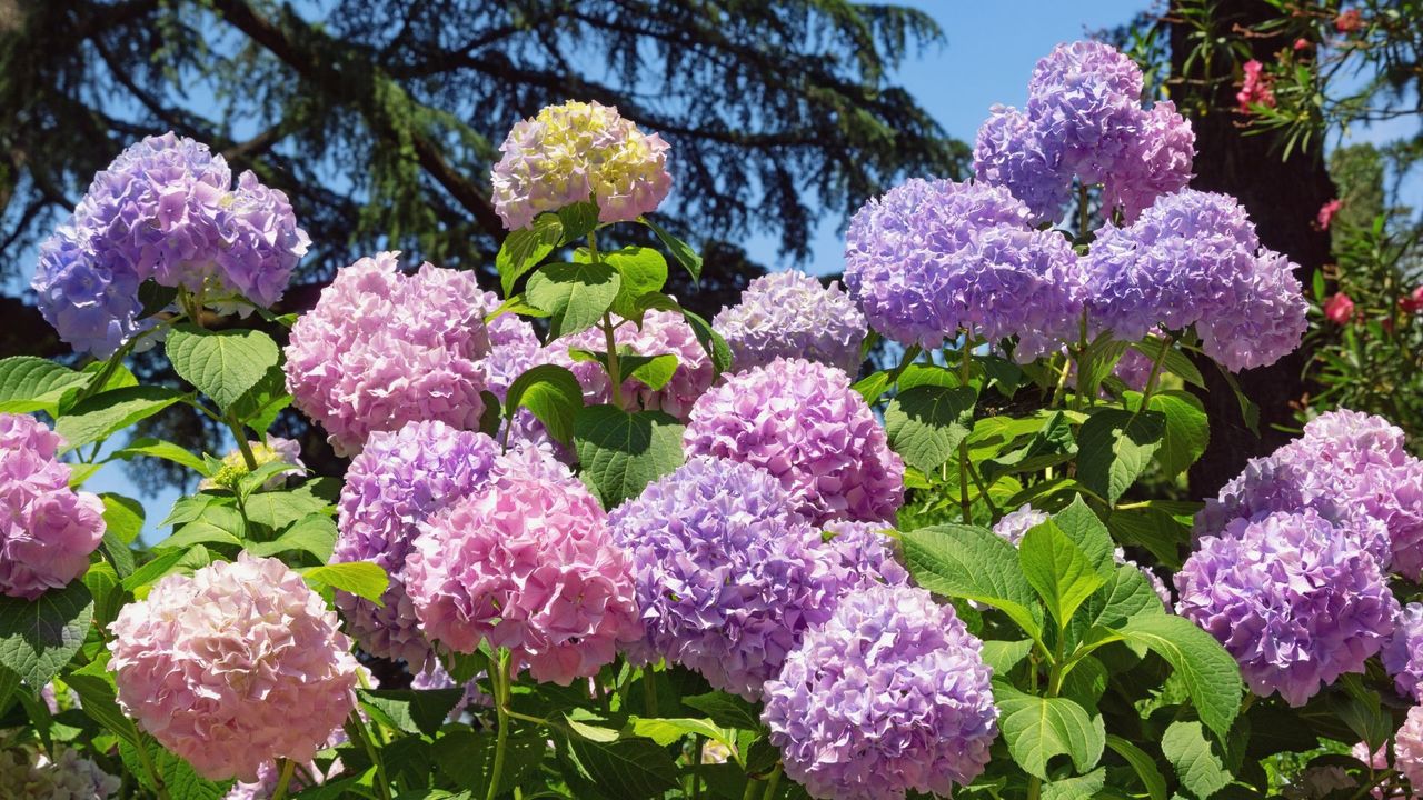 A bush of multi-hues hydrangeas