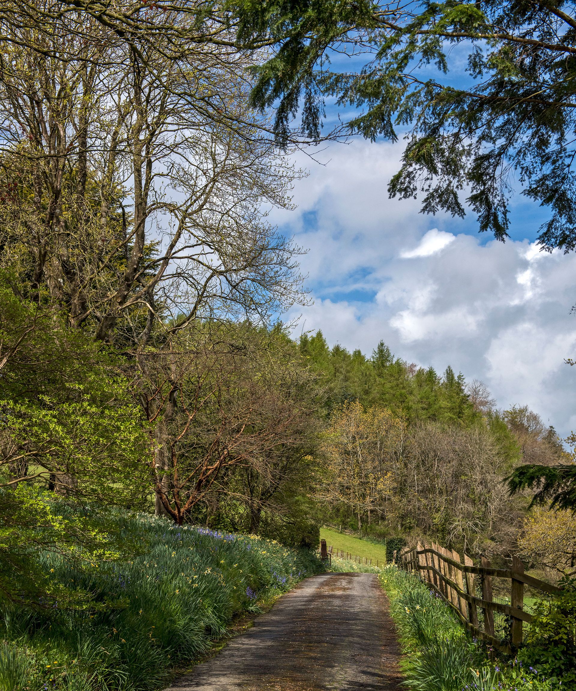 How to identify British trees – by leaf, fruit, shape, size, bark and ...