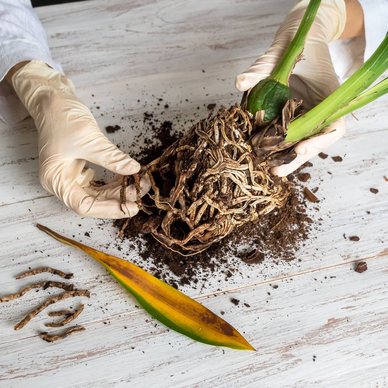 Gloved hands touching the rotten root ball of a houseplant