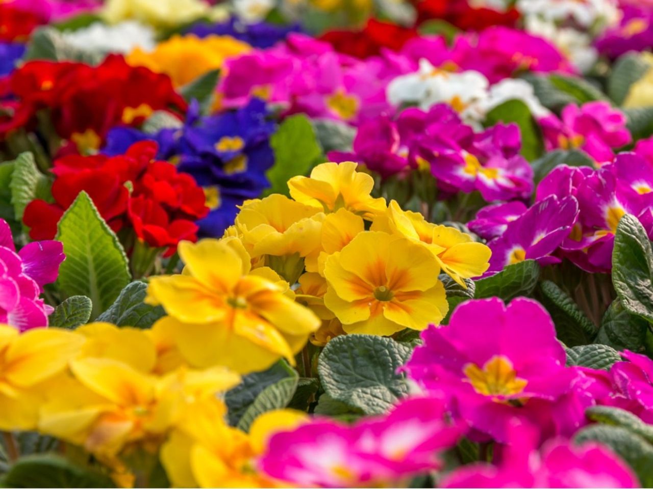 Colorful Primrose Plants