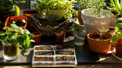 young seeds sprouting on a potting table