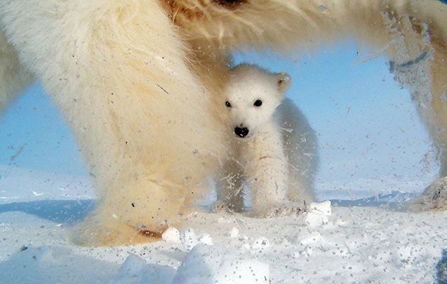 Snow Bears