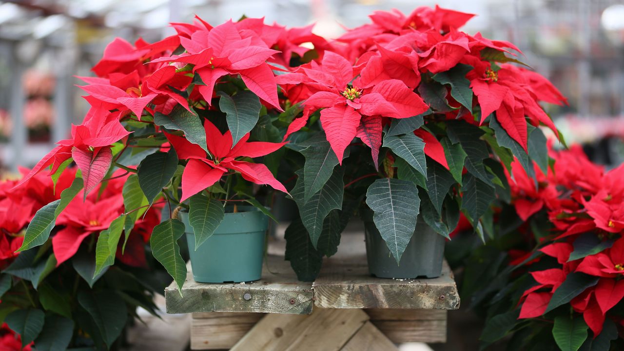 Our favourite festive flora can be toxic to our pets