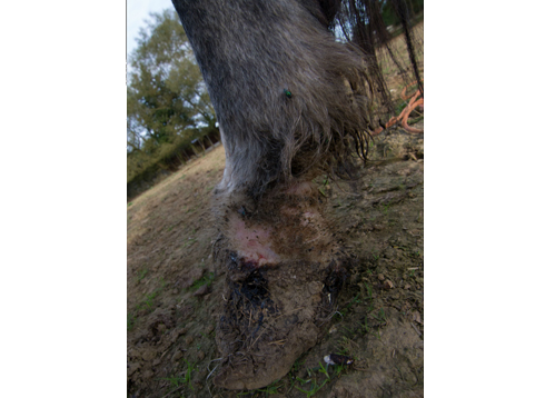 1Bad feet image - credit World Horse Welfare