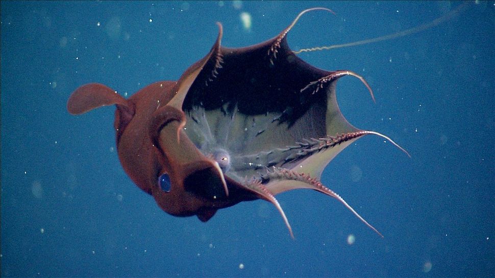 Gallery: Vampire squid from hell | Live Science