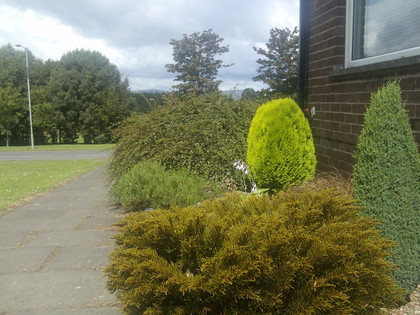 bushes
