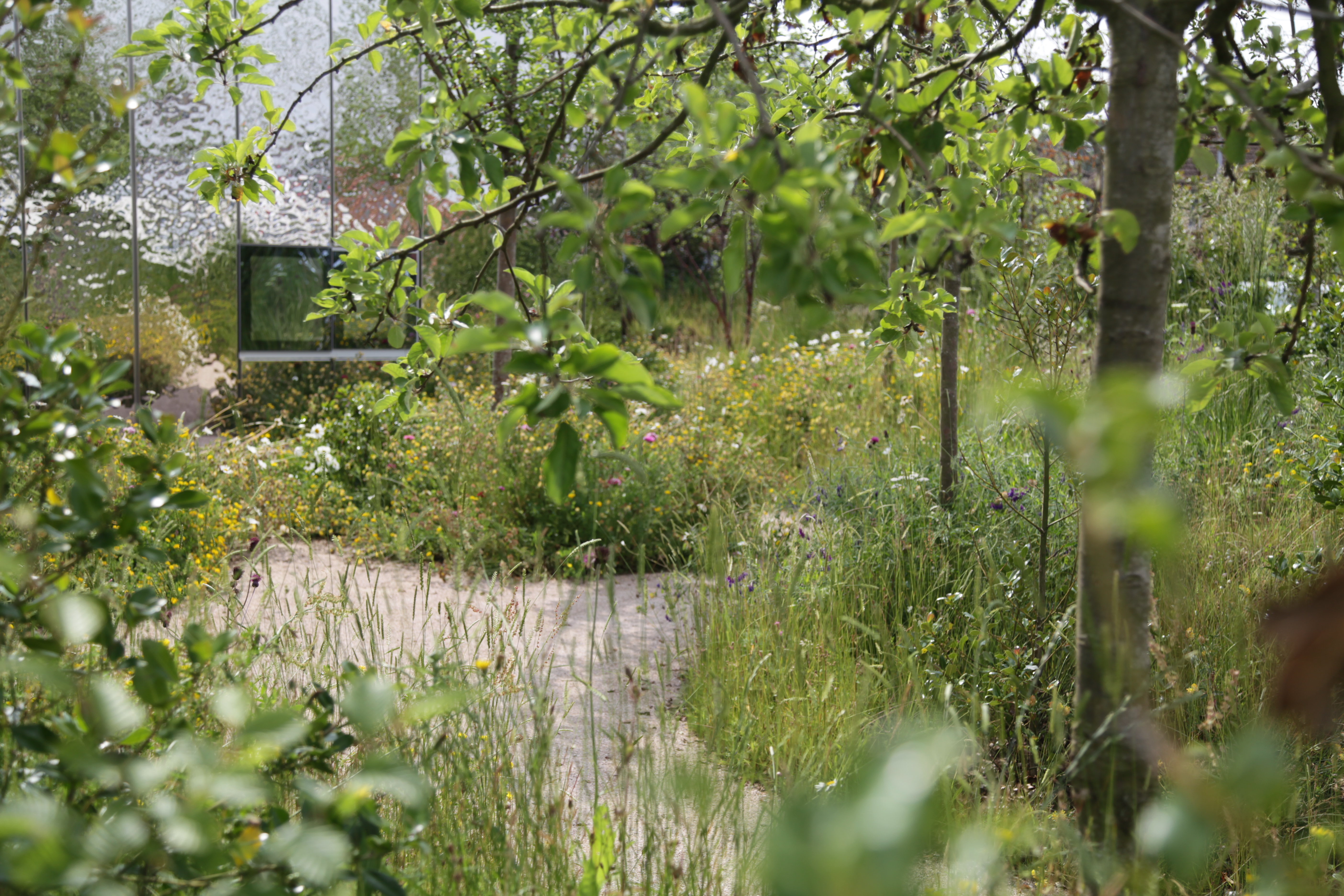 Sarah Price&#039;s mature garden at Maggie&#039;s Southapmton