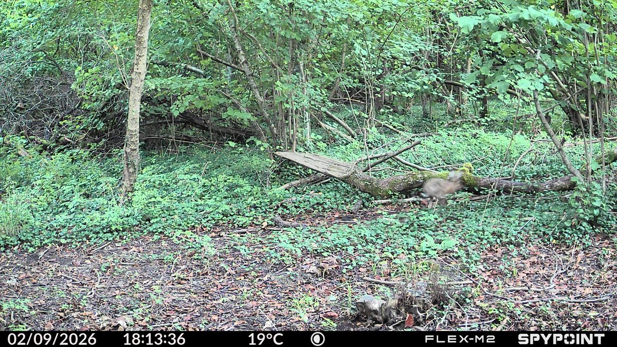 Sample images from the Spypoint FLEX-M2 trail camera