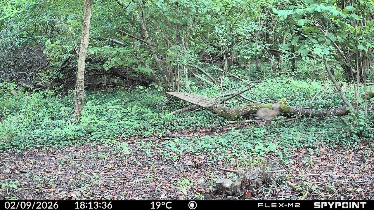 Sample images from the Spypoint FLEX-M2 trail camera