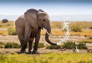 Enthusiast photographer Steve Langton captured this beautiful scene in the Amboseli National Park in Kenya