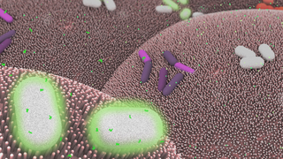 'Gut computing' could open the door to programmable cells