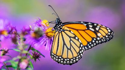 Monarch butterfly feeding on aster keystone plant