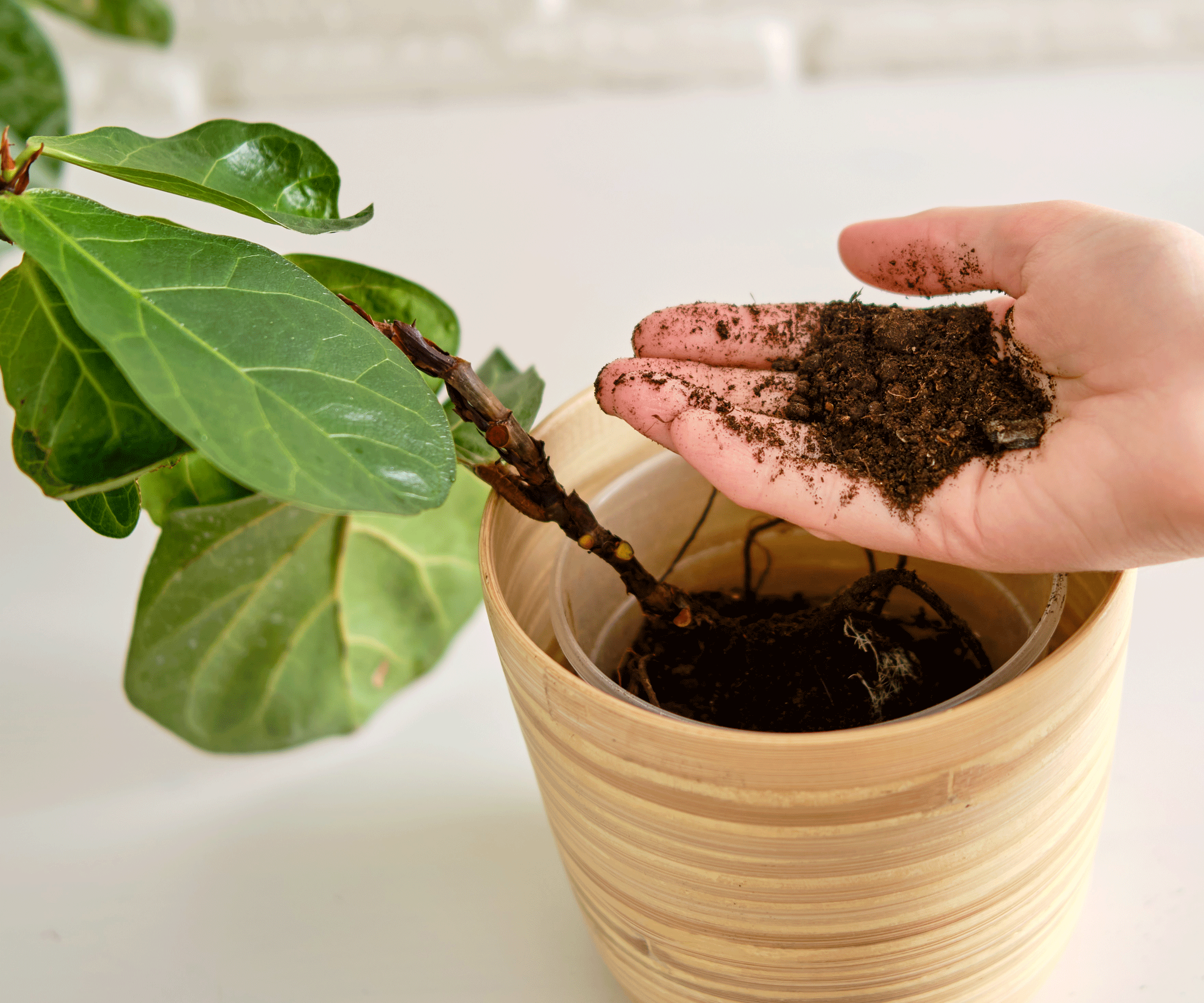 fiddle leaf fig plant in terracotta pot and soil in hands