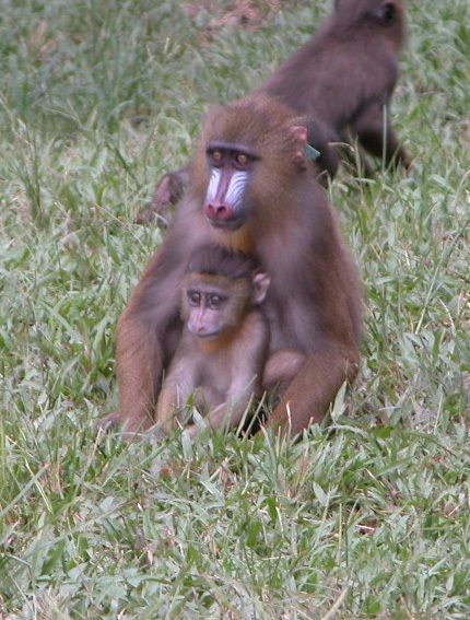 Mum and baby Mandrils sitting together at the Centre International de Recherches Médicales