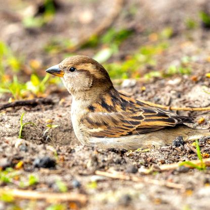 little sparrow bathing in sandy soil