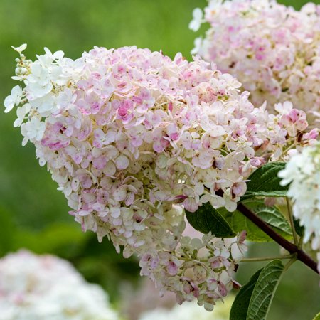 Strawberry Sundae Hydrangea Bush Potted Deciduous Flowering Shrub, in a 2.25 Gal Pot