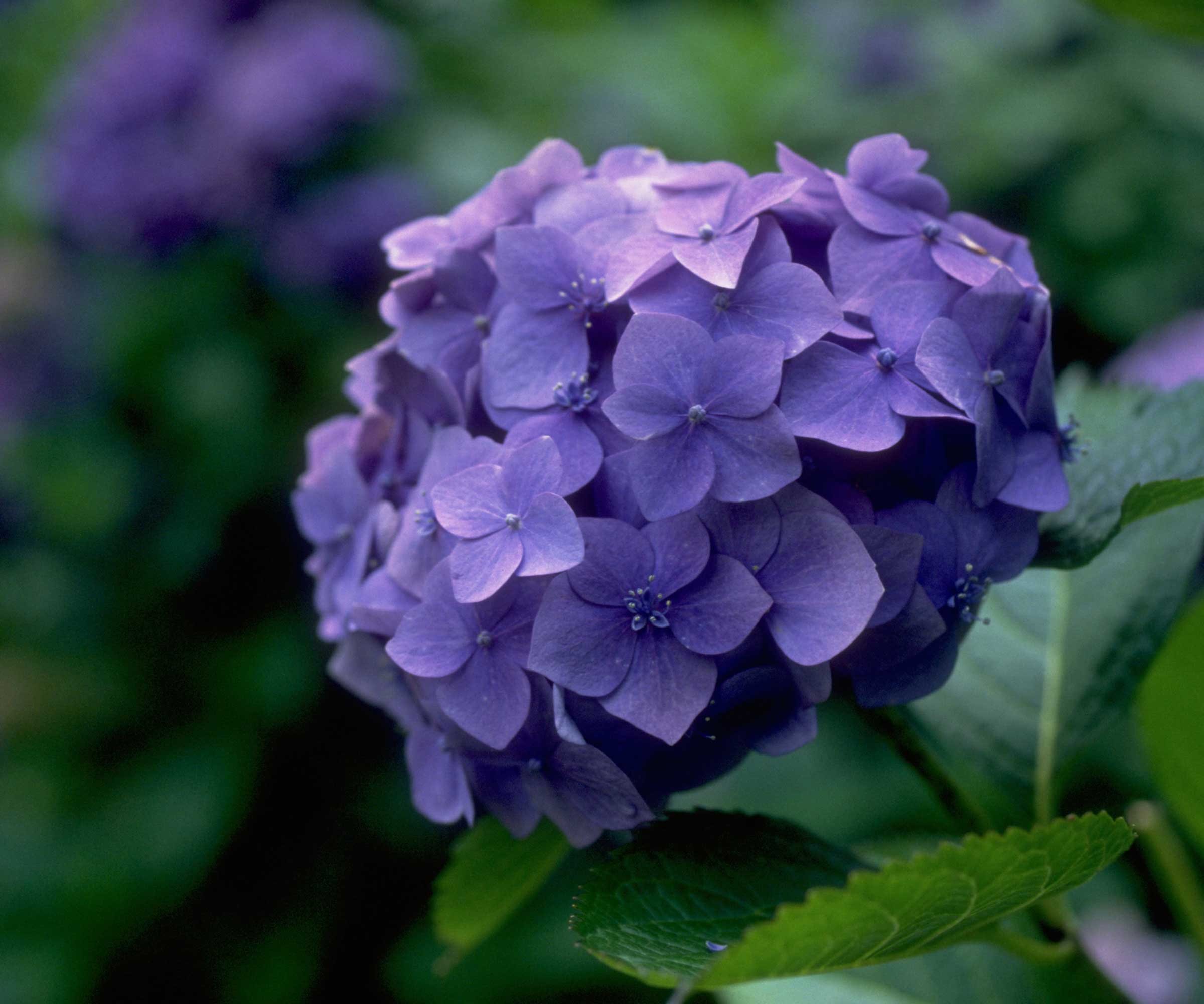 blue hydrangea flower