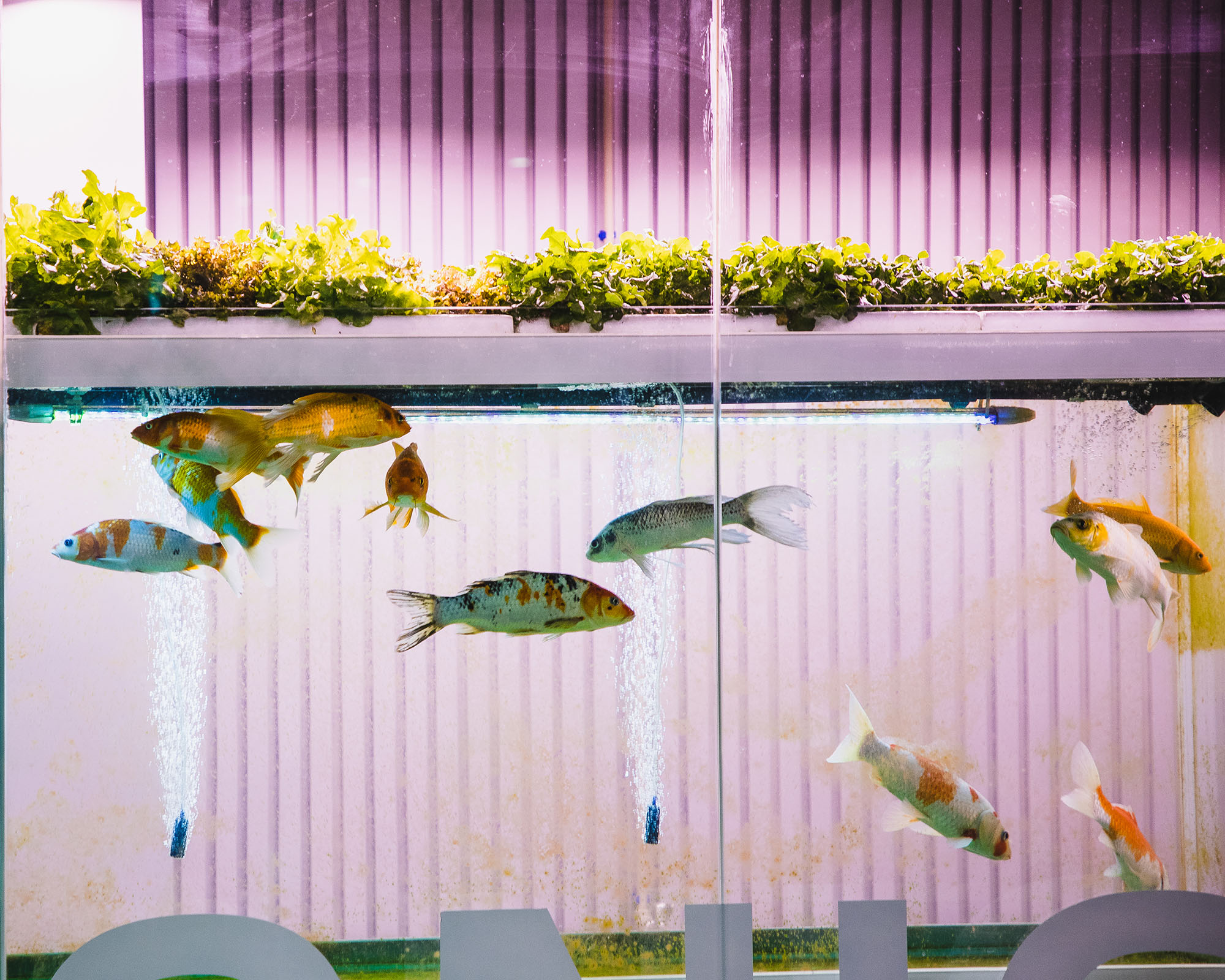 Leafy vegetables growing in aquaponics system with colorful carps