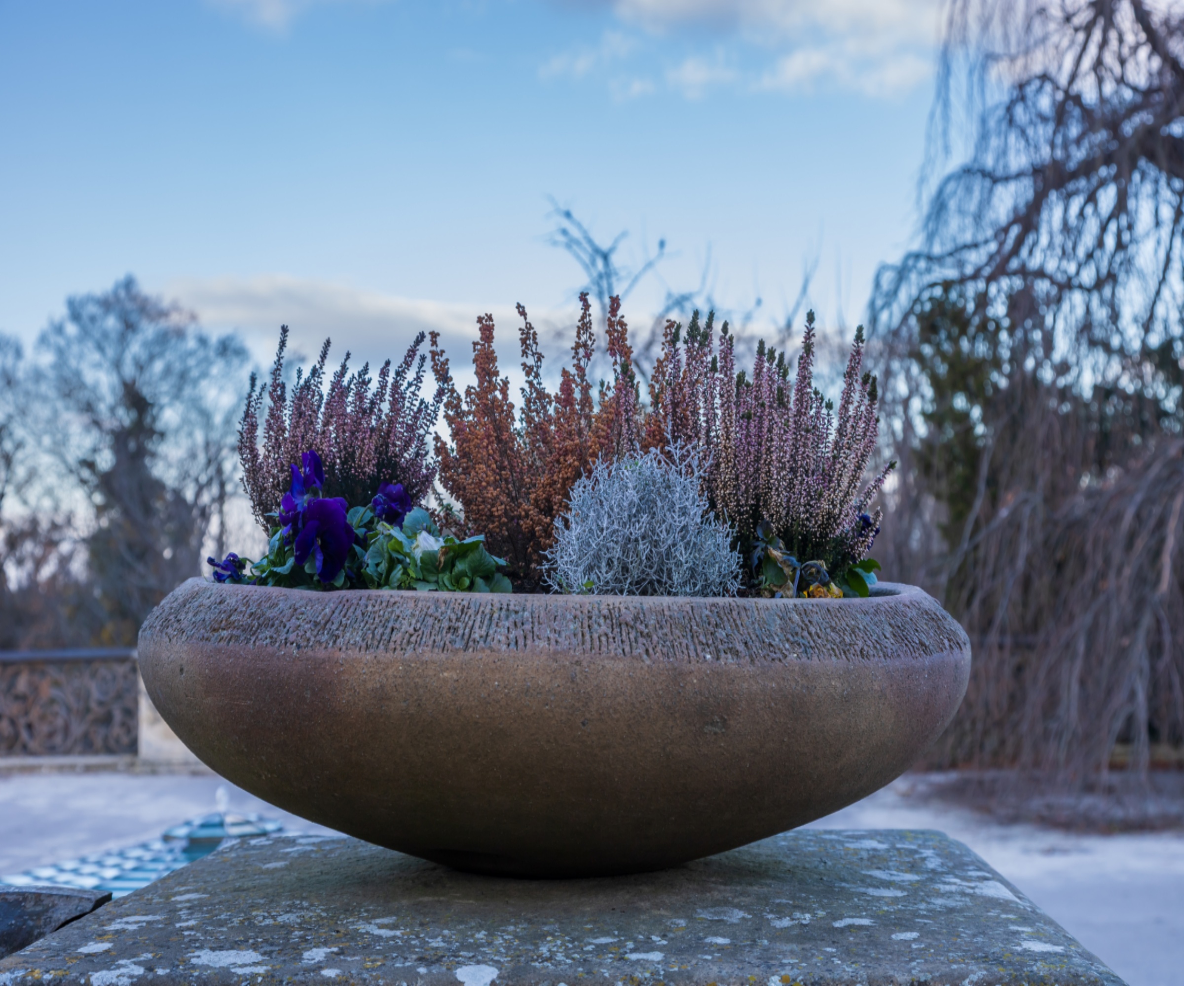 Concrete planter with heathers and winter plants
