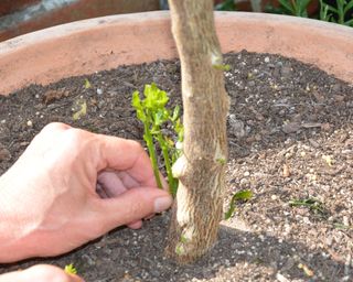 removing shoots from base of lemon tree