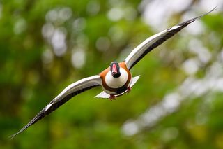 Bird photography by Robert May