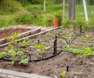 Drip irrigation system in a raised garden bed