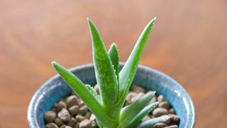 picture of baby aloe vera plant growing