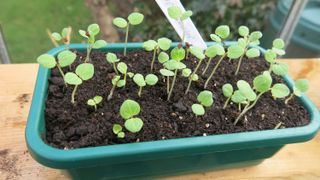 How to transplant seedlings: seedlings in tray