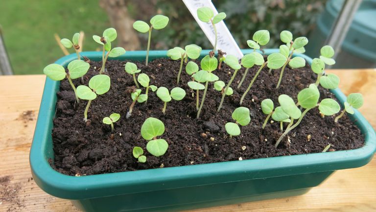 How to transplant seedlings: follow our step-by-step guide | Gardeningetc