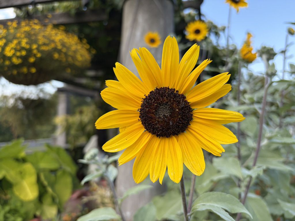 Apple iPhone 17 Camera Samples