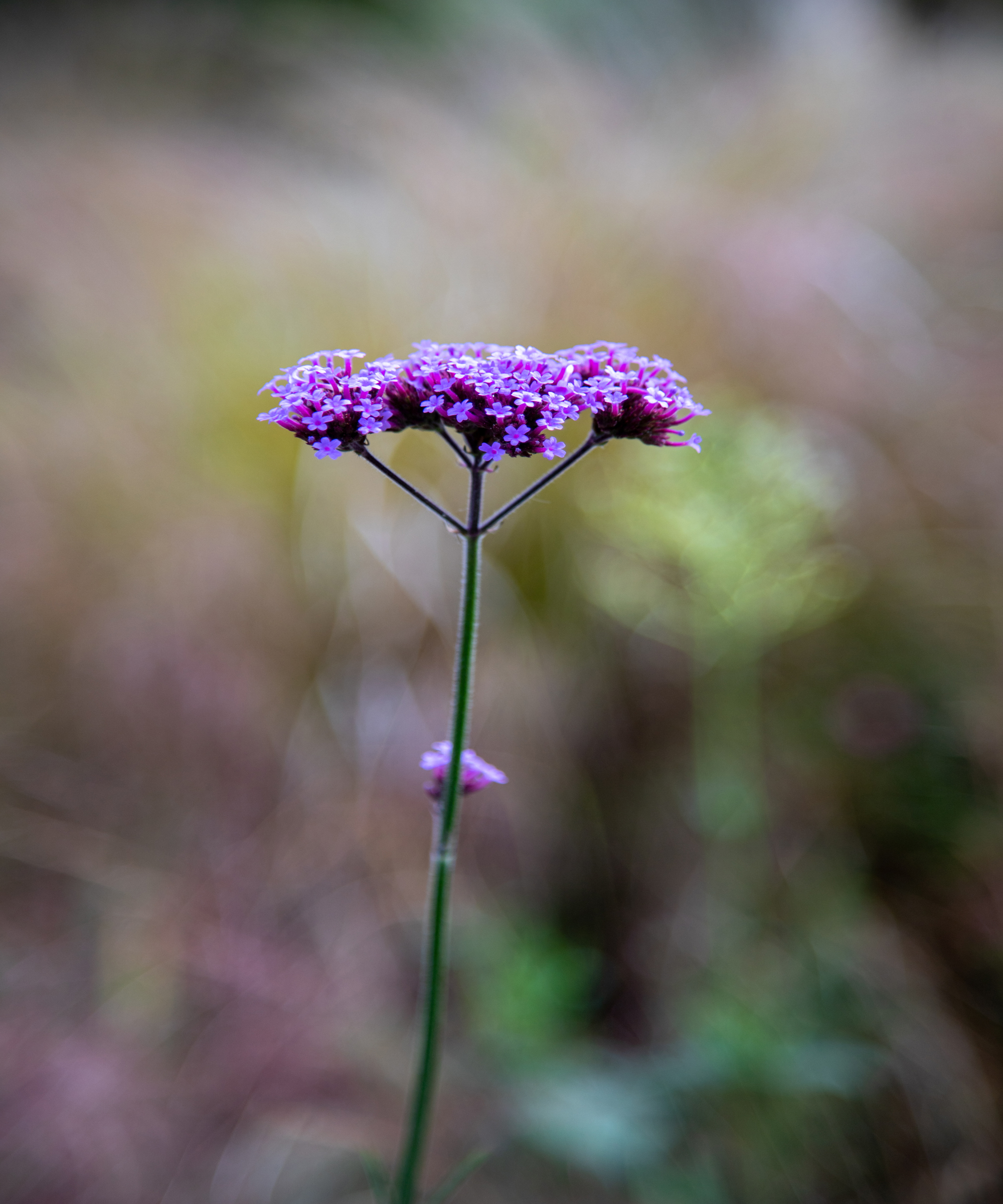 Small purple flowers of verbena bonariensis