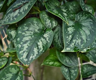 Satin pothos