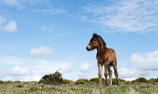 Foal on Dartmoor