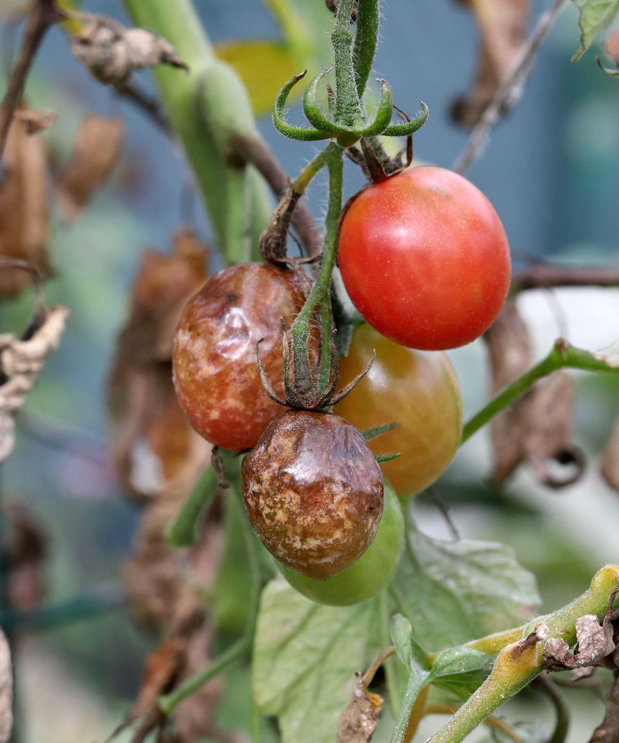 Tomato blight: tips to prevent this common problem | Gardeningetc