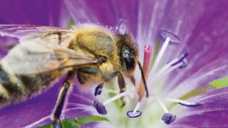 This synthetic skin can detect a bee landing on it