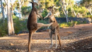 A western grey kangaroo (Macropus fuliginosus) kickboxes while standing on its tail in John Forest National Park in Perth, Western Australia.